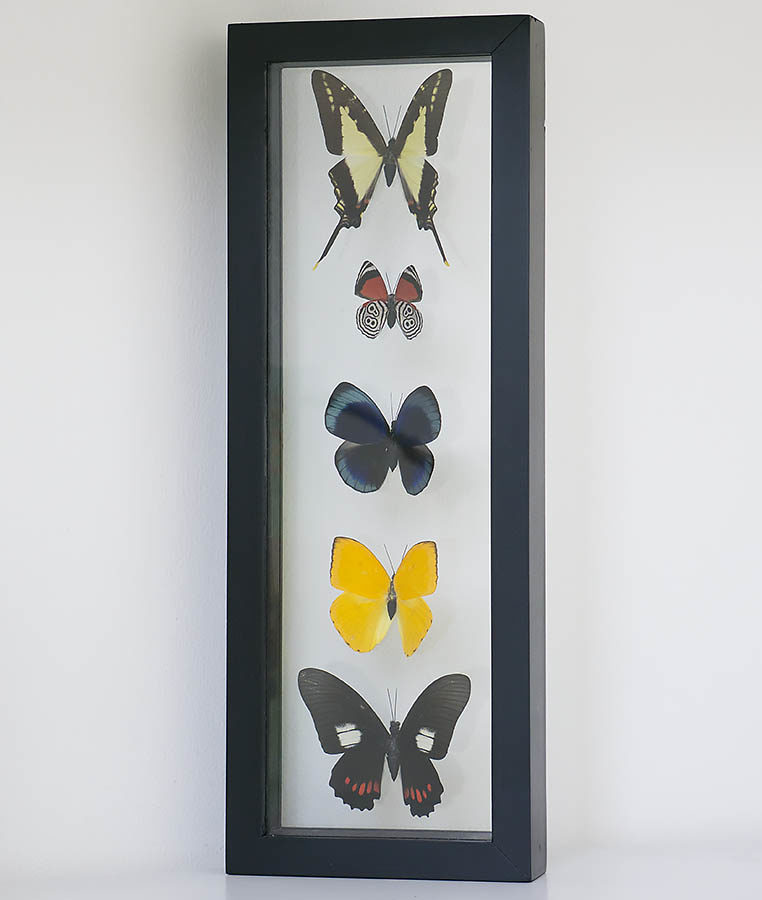 vijf vlinders in lijst in dubbel glas