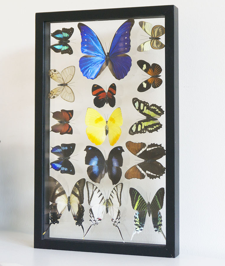 vlinders in lijst